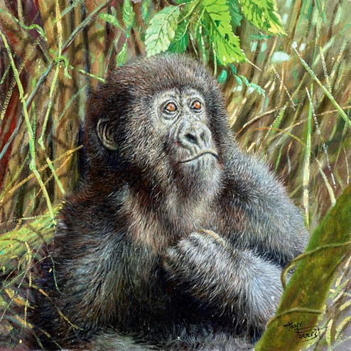 Young Mountain Gorilla, Rwanda by Tony Forrest - Original Painting on Stretched Canvas